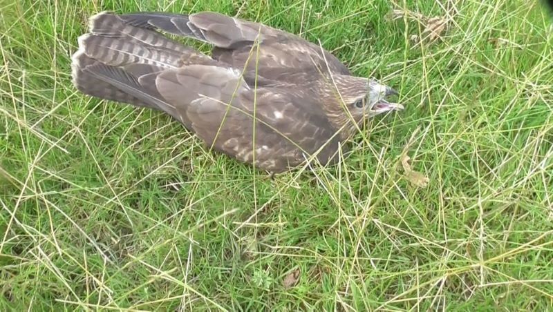 Other image for Protected birds needlessly killed